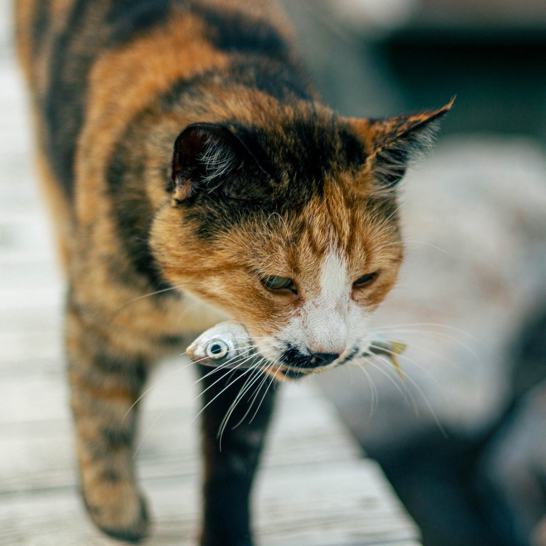 How to Switch Up Your Cat's Food - Happy Little Kitty