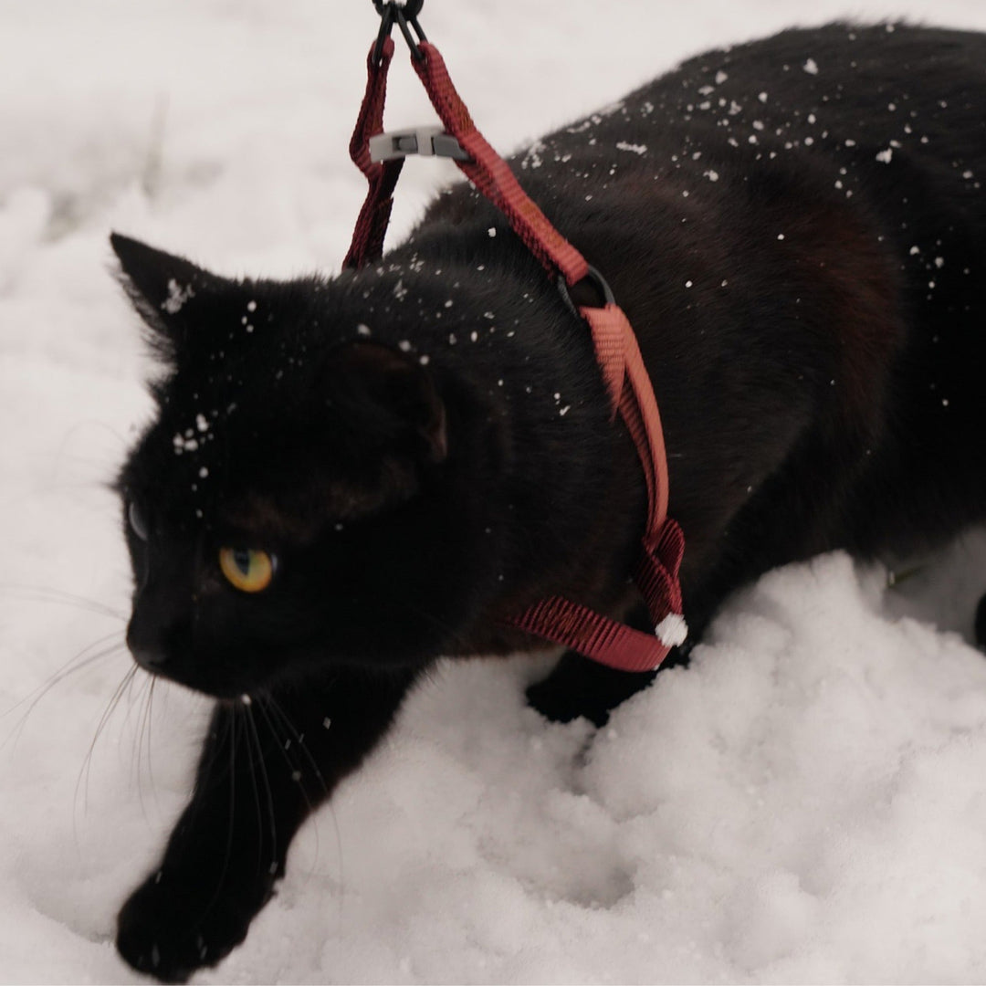 How to Train Your Cat To Love Their Harness - Happy Little Kitty