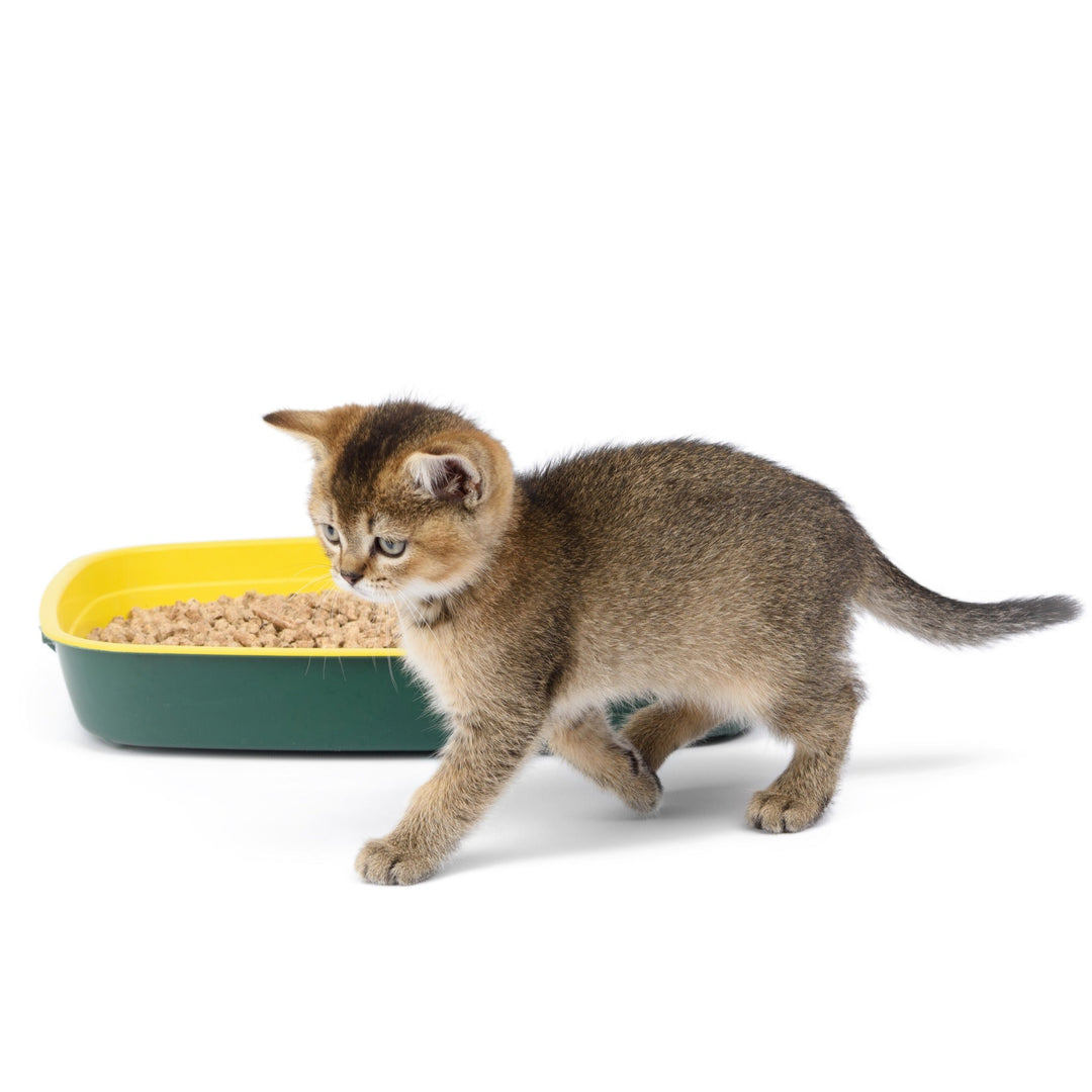 How to Use a Blacklight to Find Pet Urine Stains - Happy Little Kitty