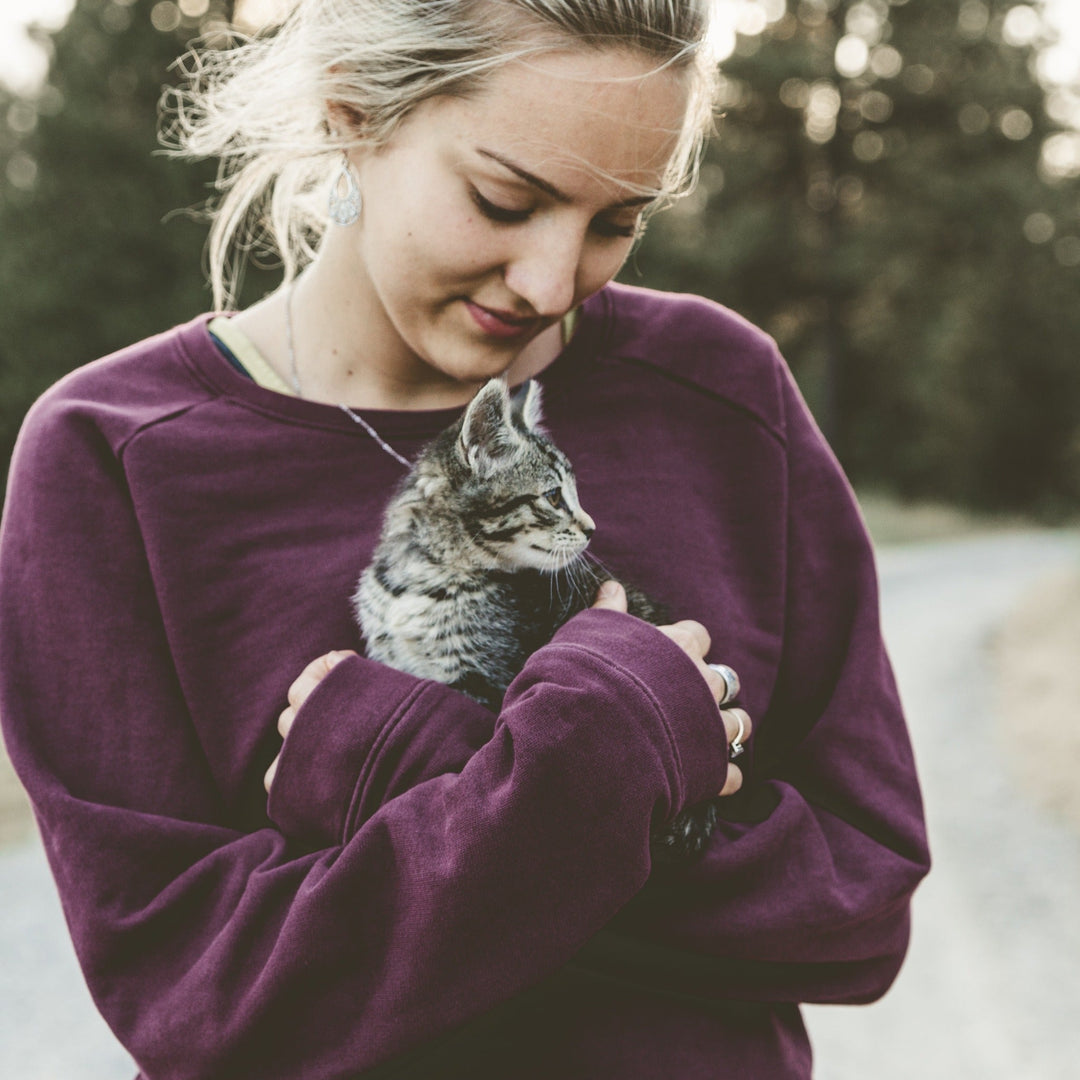 Introducing Your New Cat to Your Home - Happy Little Kitty