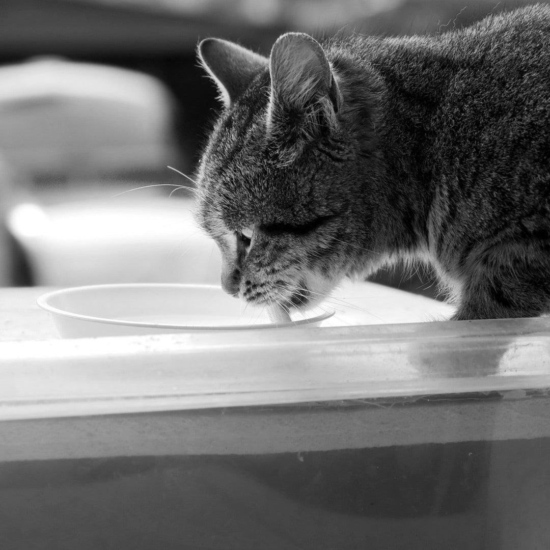Is Milk A Healthy Cat Treat? - Happy Little Kitty