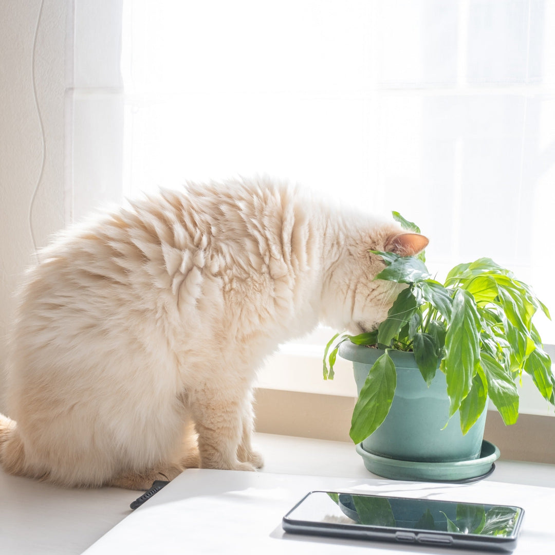 Keep your Cats Away from these Plants! - Happy Little Kitty