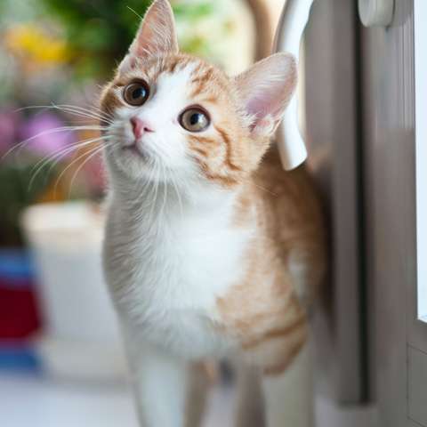 Keeping Your Cat at a Healthy Weight - Happy Little Kitty