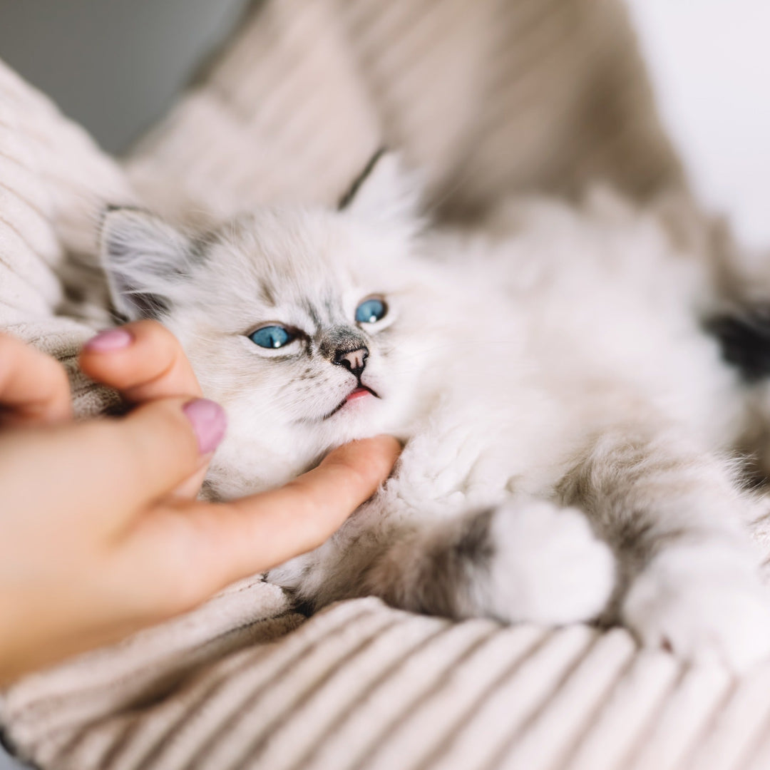 Keeping Your Cat Calm and Collected - Happy Little Kitty