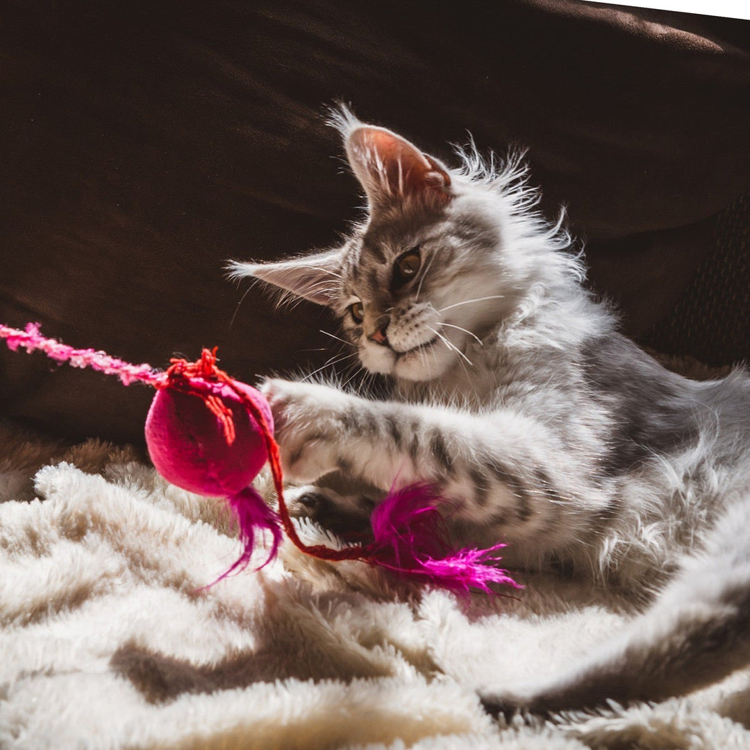 Keeping Your Cat Happy and Stimulated Indoors - Happy Little Kitty