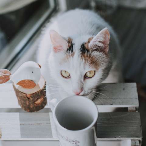 Keeping Your Cat Off the Kitchen Counters - Happy Little Kitty