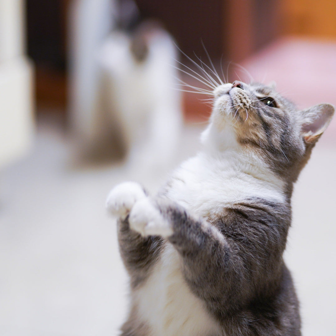 Keeping Your Cats off the Countertops - Happy Little Kitty