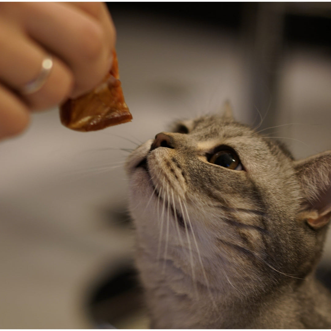 Quick and Easy Recipes for Cat Treats - Happy Little Kitty