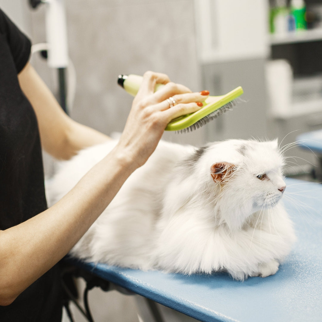Reducing Cat Shedding: A Short Guide - Happy Little Kitty