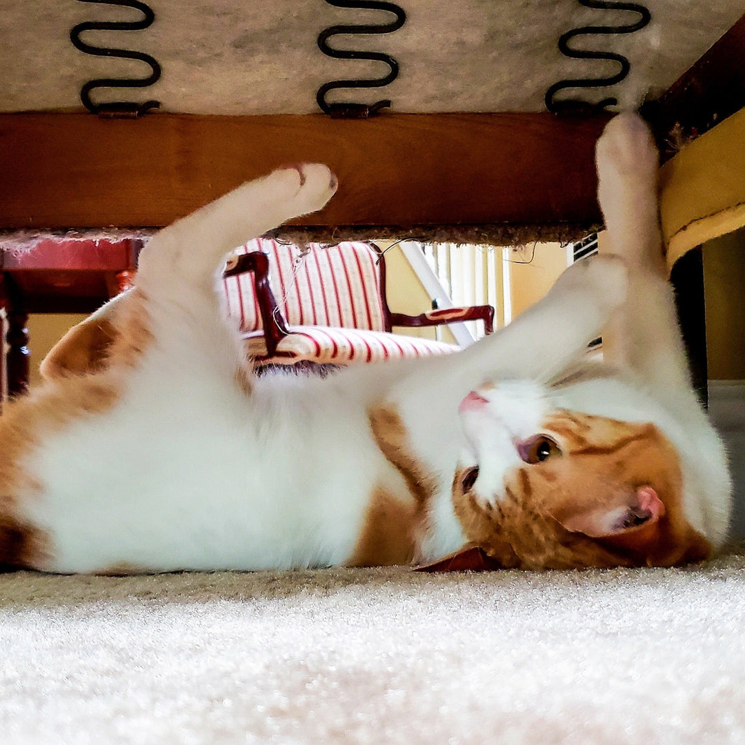 Scratching the Furniture? Here’s How to Stop Your Cat - Happy Little Kitty