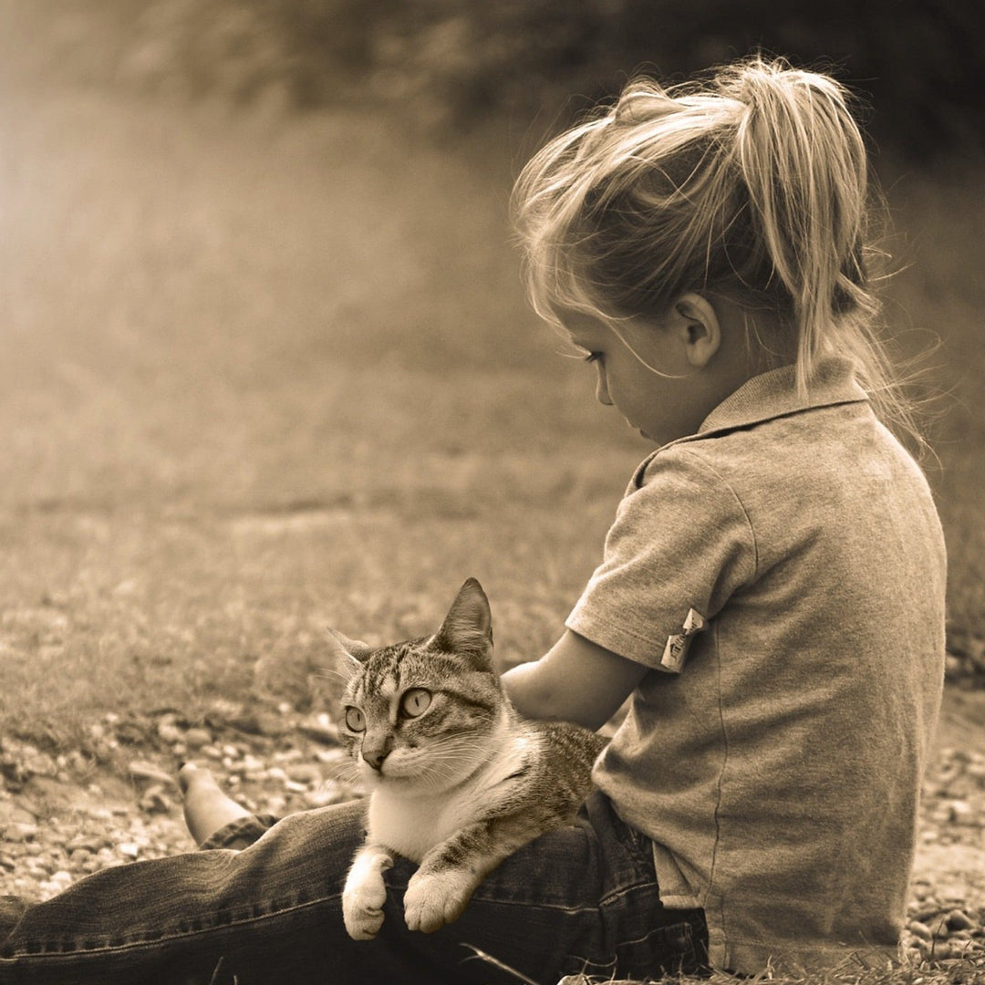 Selecting the Purrfect Cat Sitter For Your Furry Friend - Happy Little Kitty