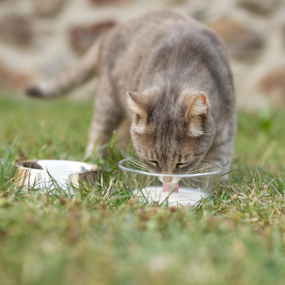 Should Cats Drink Milk? - Happy Little Kitty