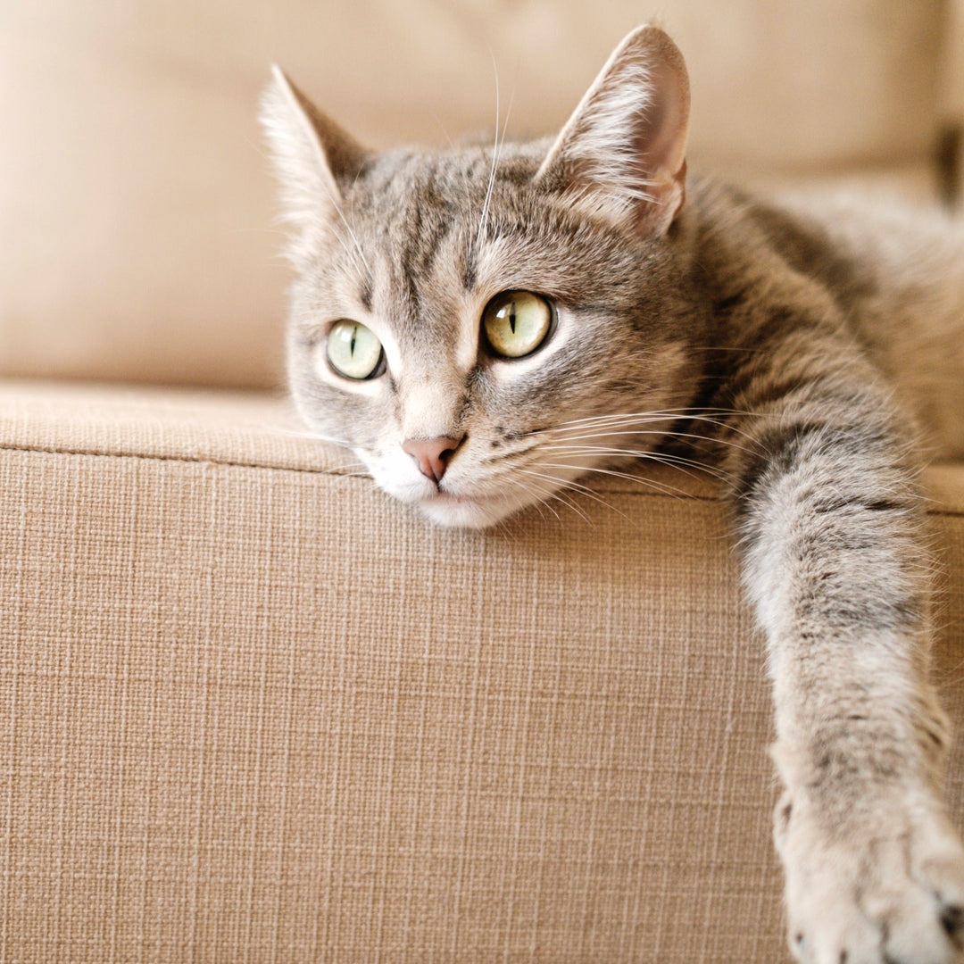 Signs of Stress in Cats - Happy Little Kitty