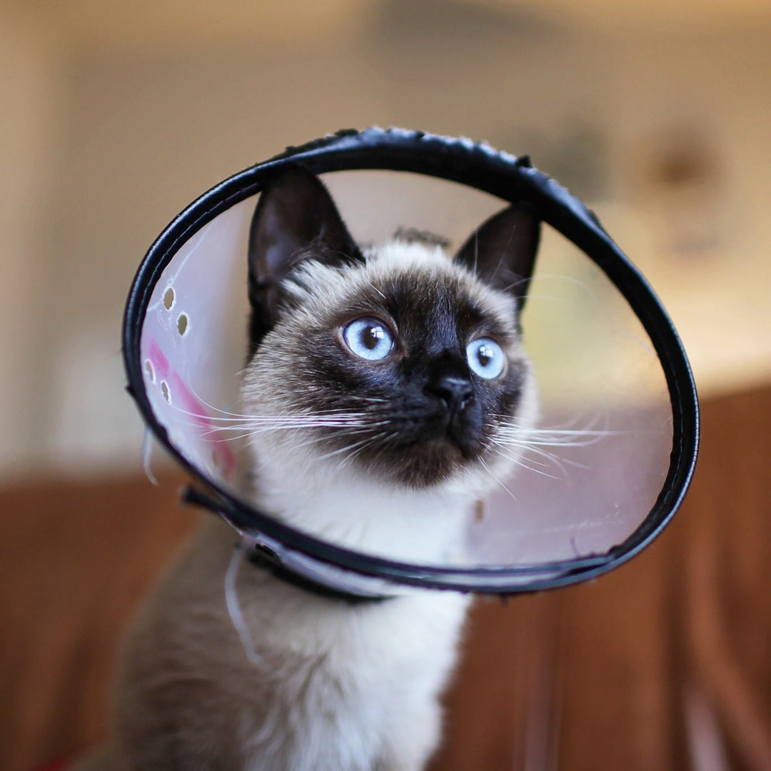 Spaying and Neutering: Why It's a Must for Cat Owners - Happy Little Kitty