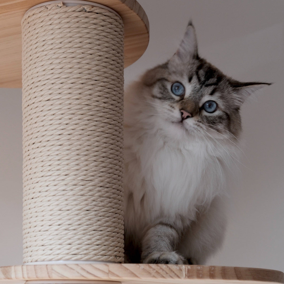 Spoil Your Cat with the Coolest Accessories! - Happy Little Kitty