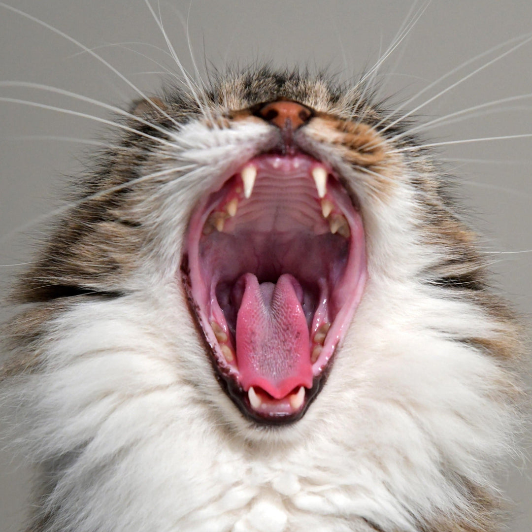 Spotting Signs of Stress in Cats - Happy Little Kitty