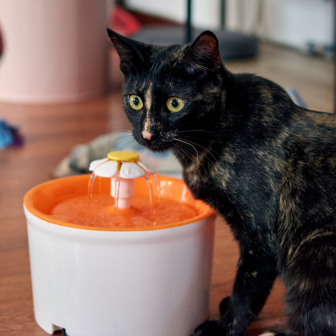 The Benefits of Cat Water Fountains - Happy Little Kitty
