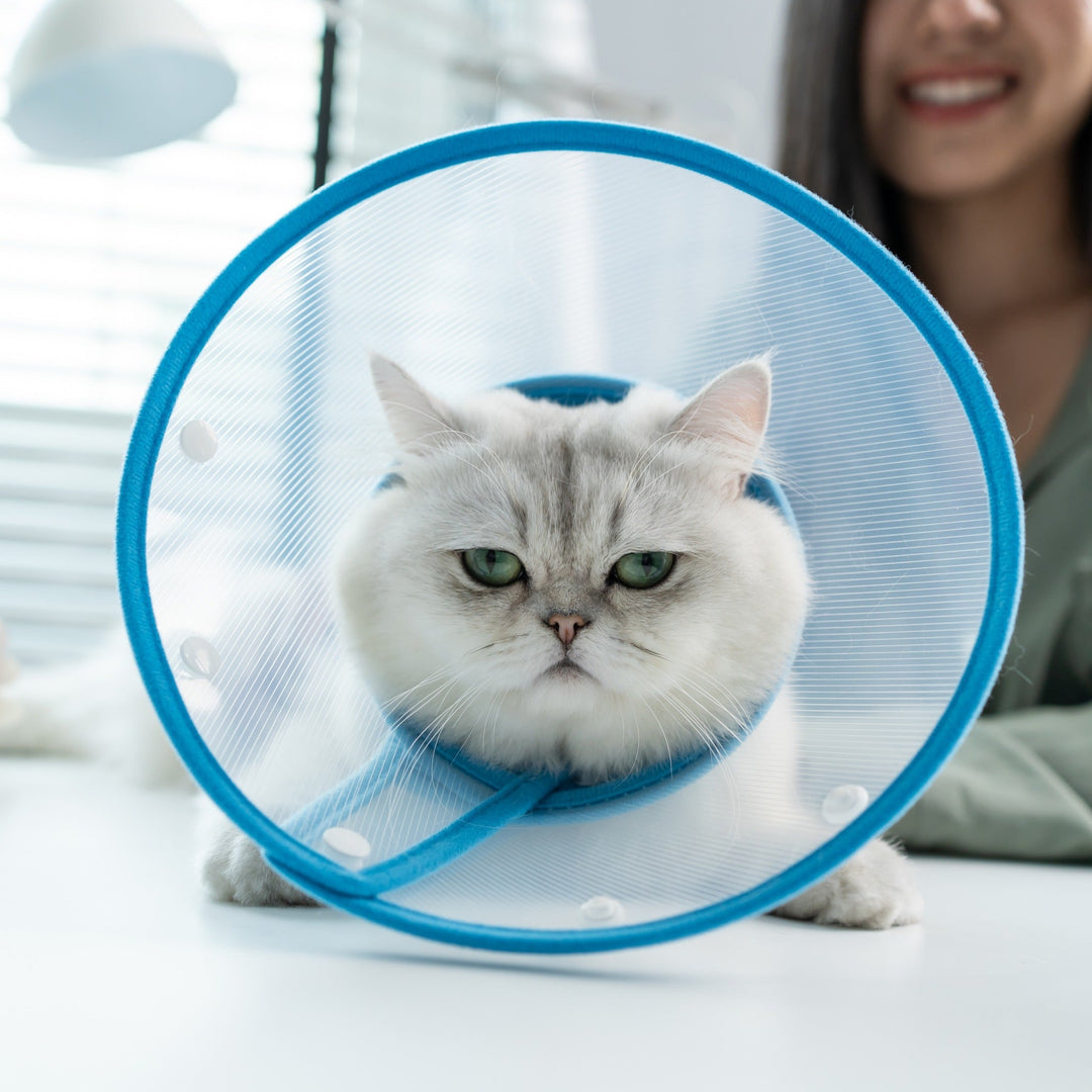 The Benefits of Spaying and Neutering Your Cat - Happy Little Kitty