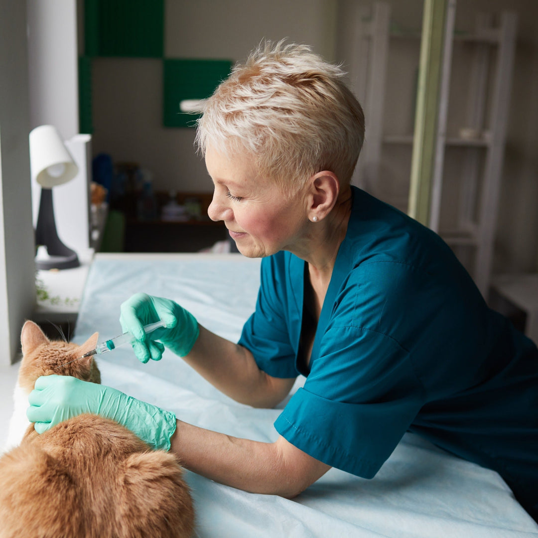 The Case for Cat Vaccines - Happy Little Kitty