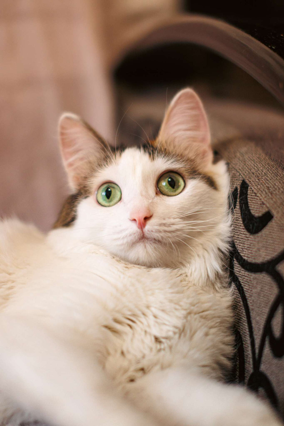 The Essential Guide to Caring for Your Feline Friend - A Cat Owner's Handbook - Happy Little Kitty