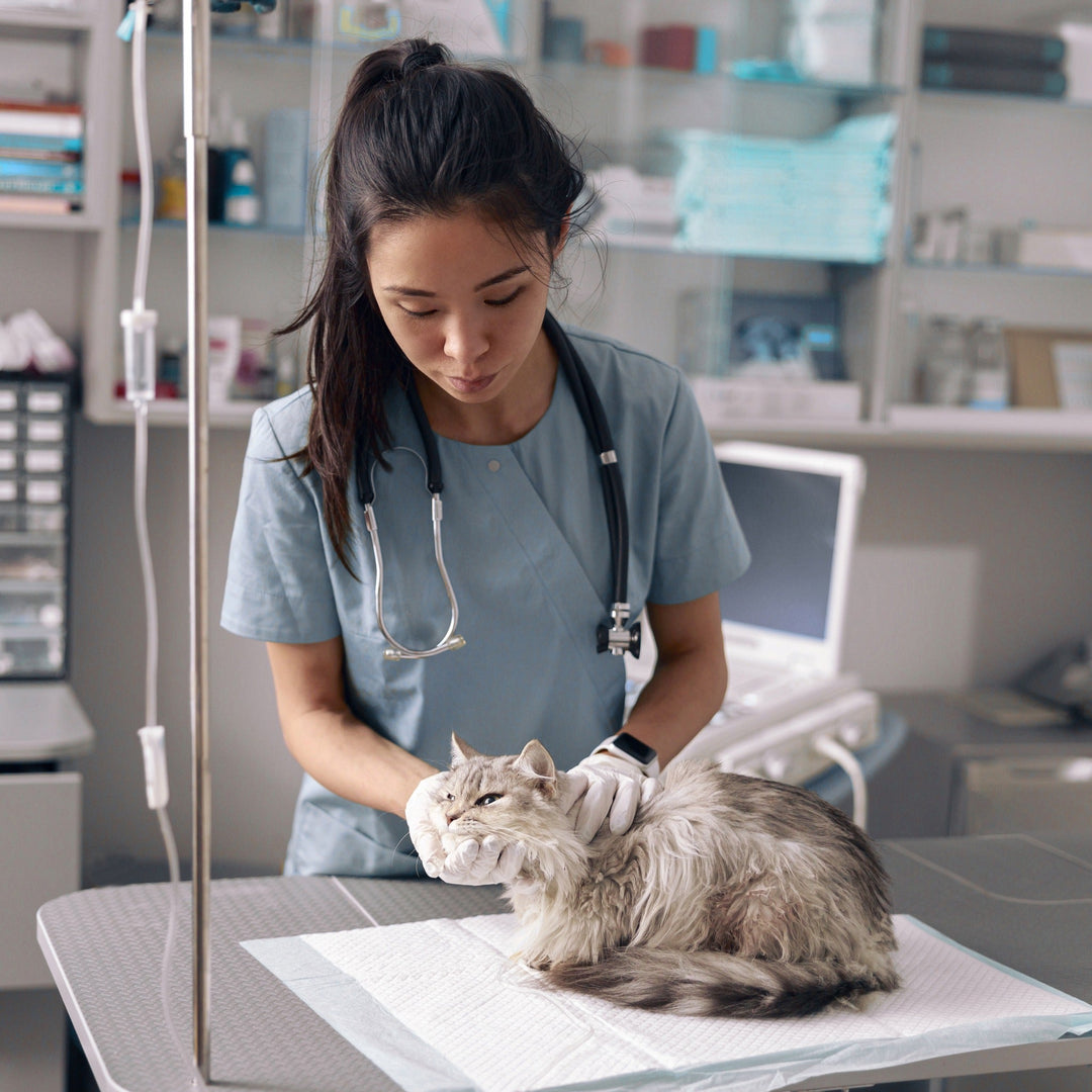 The Importance of Cat Vaccines: Why Your Feline Friend Needs Them - Happy Little Kitty
