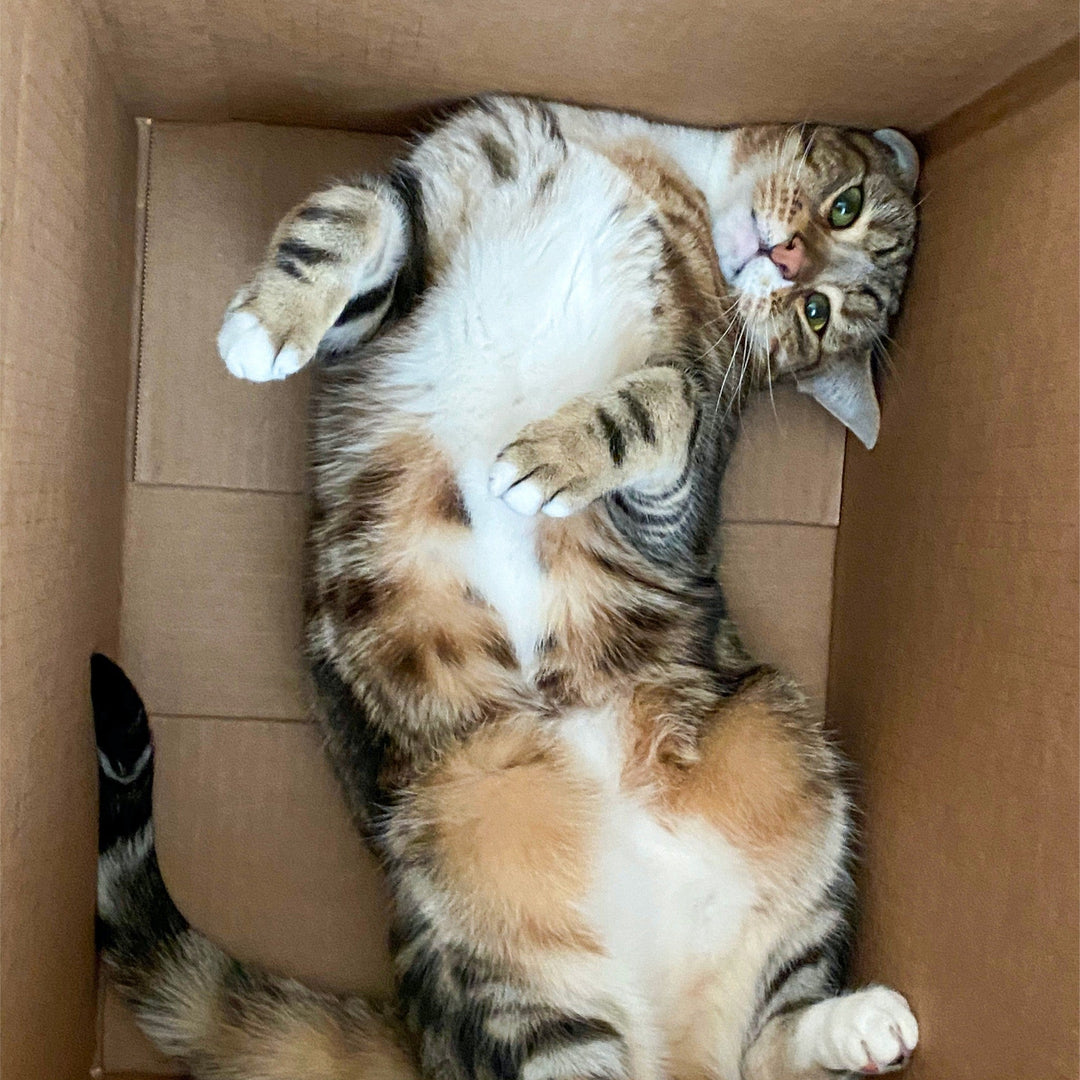 The Mystery of the Cat and the Box - Happy Little Kitty