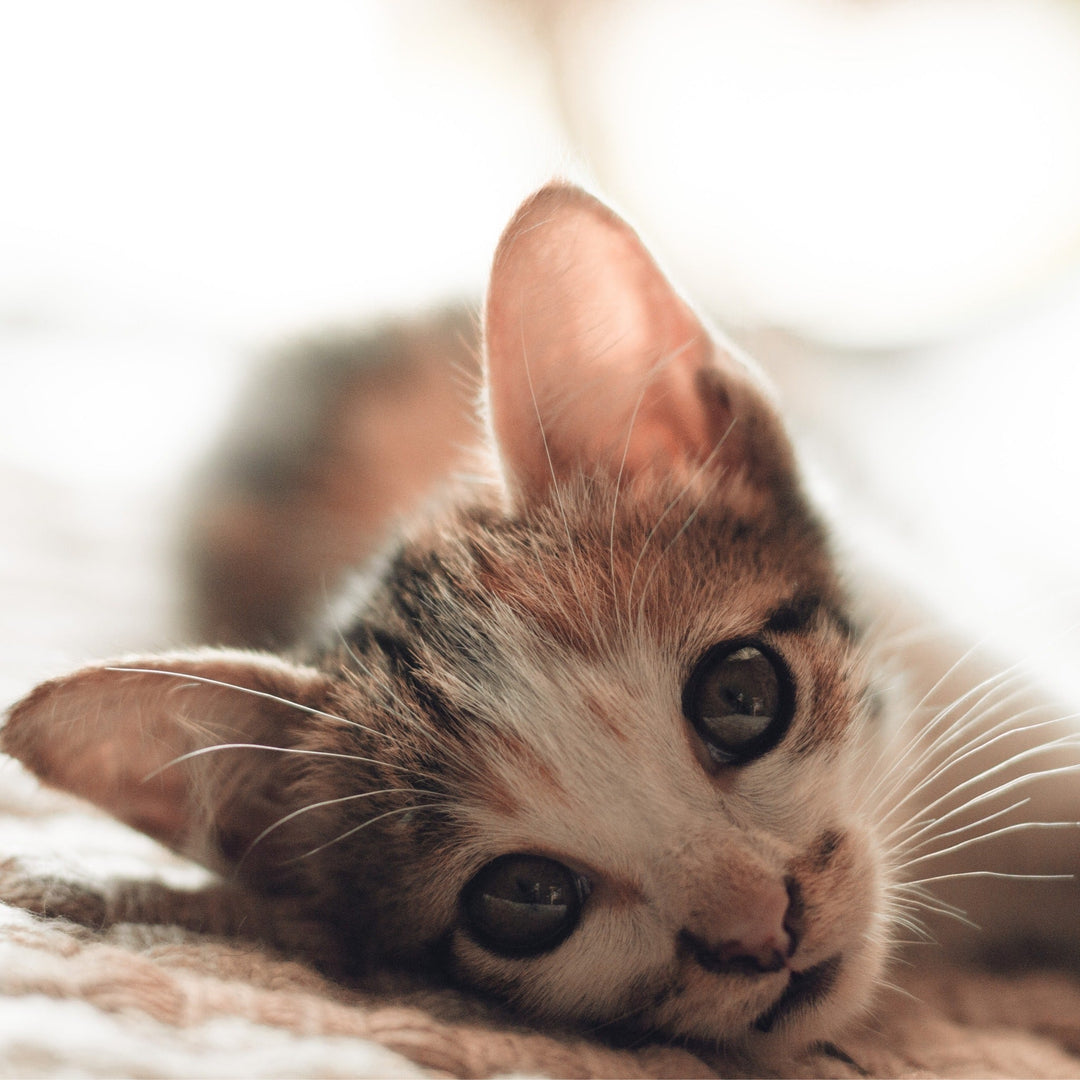 The Mystery of the Purring Cat - Happy Little Kitty