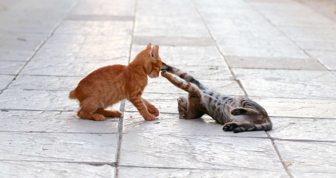 The Pros and Cons of Owning Multiple Cats — What You Need to Know! - Happy Little Kitty