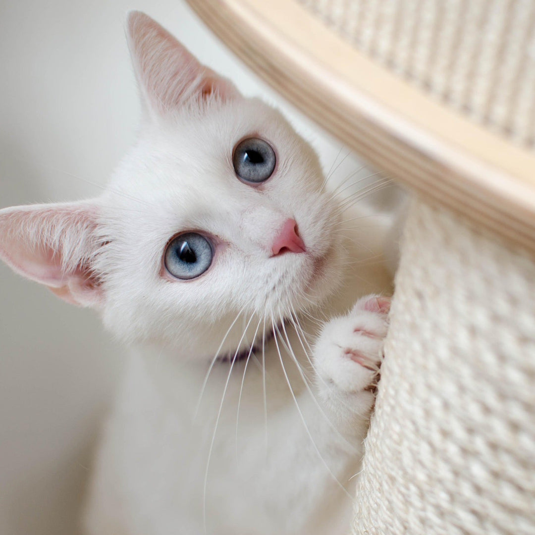 The Purr-fect Cat Tree: Benefits and Buying Advice - Happy Little Kitty