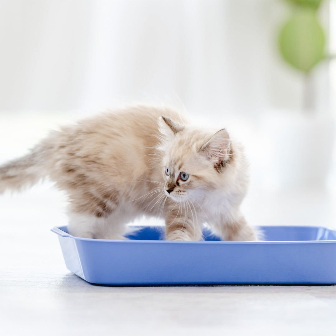 The Purr-fect Number of Cat Litter Boxes - Happy Little Kitty