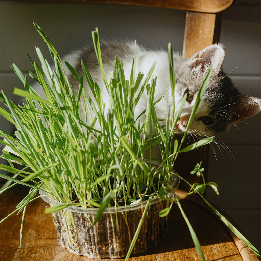 The Purrfect Guide to Catnip for Cats - Happy Little Kitty