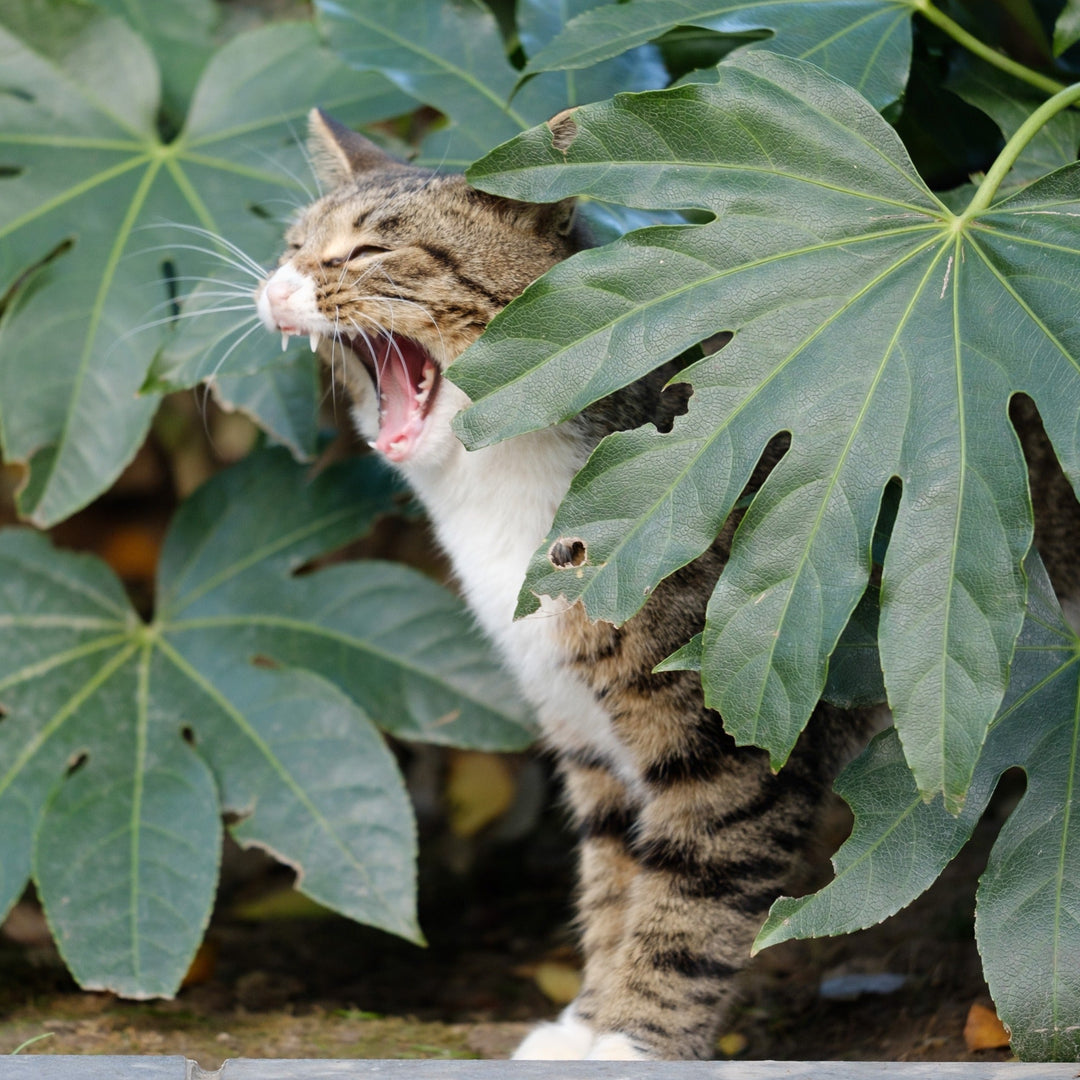 The Science Behind Meow and Roar - Happy Little Kitty