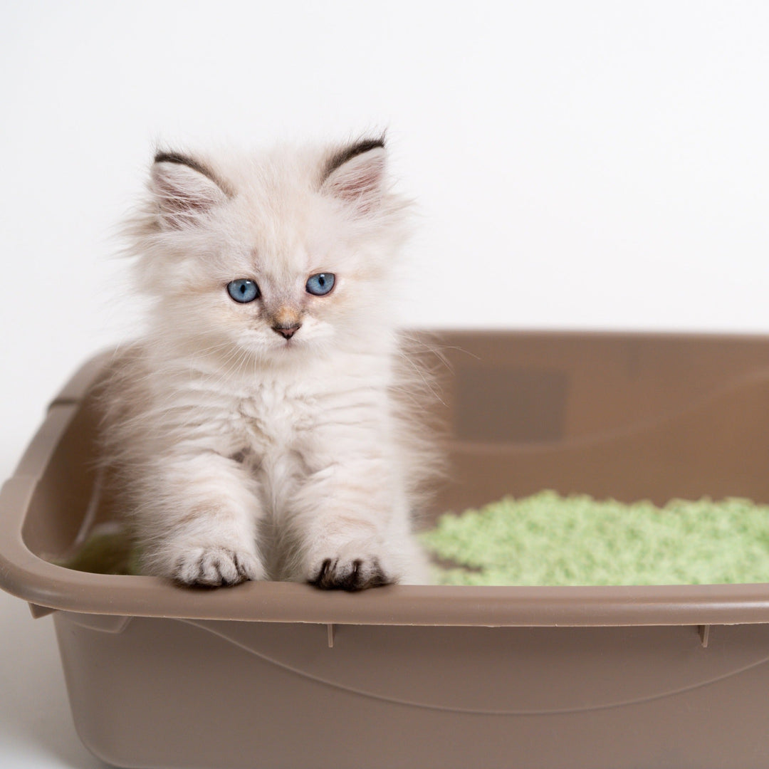 The Scoop on Cat Litter Boxes - How Many Do You Really Need? - Happy Little Kitty