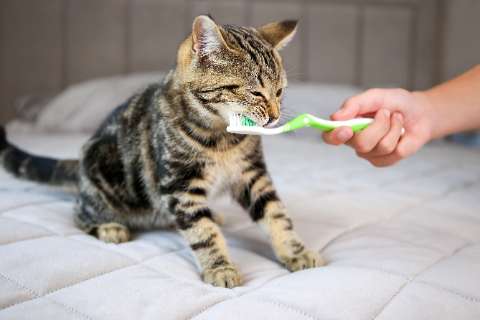 How To Brush Your Cat's Teeth- A Step by Step Guide