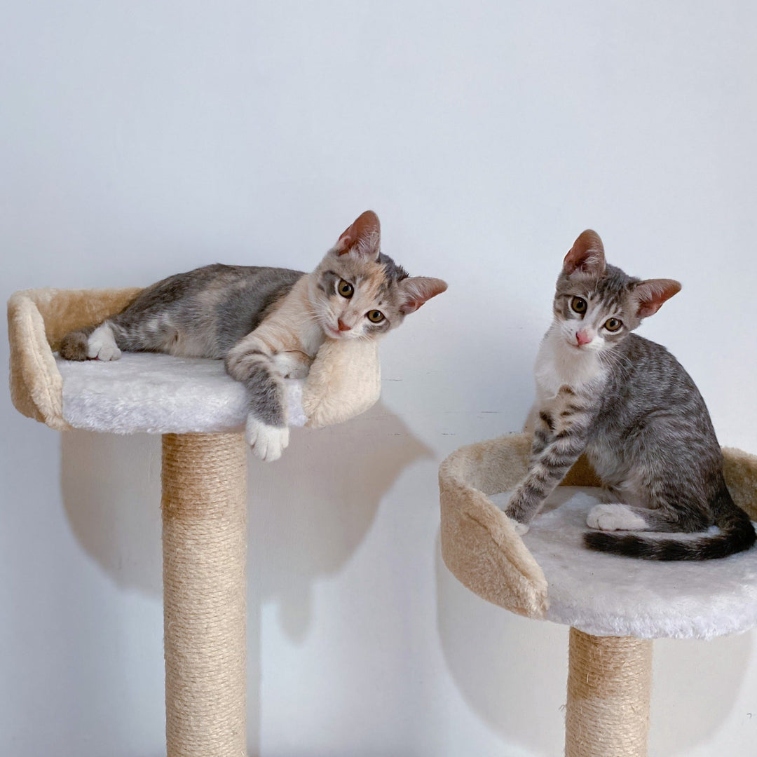What Do Cats Have To Say To Each Other? - Happy Little Kitty