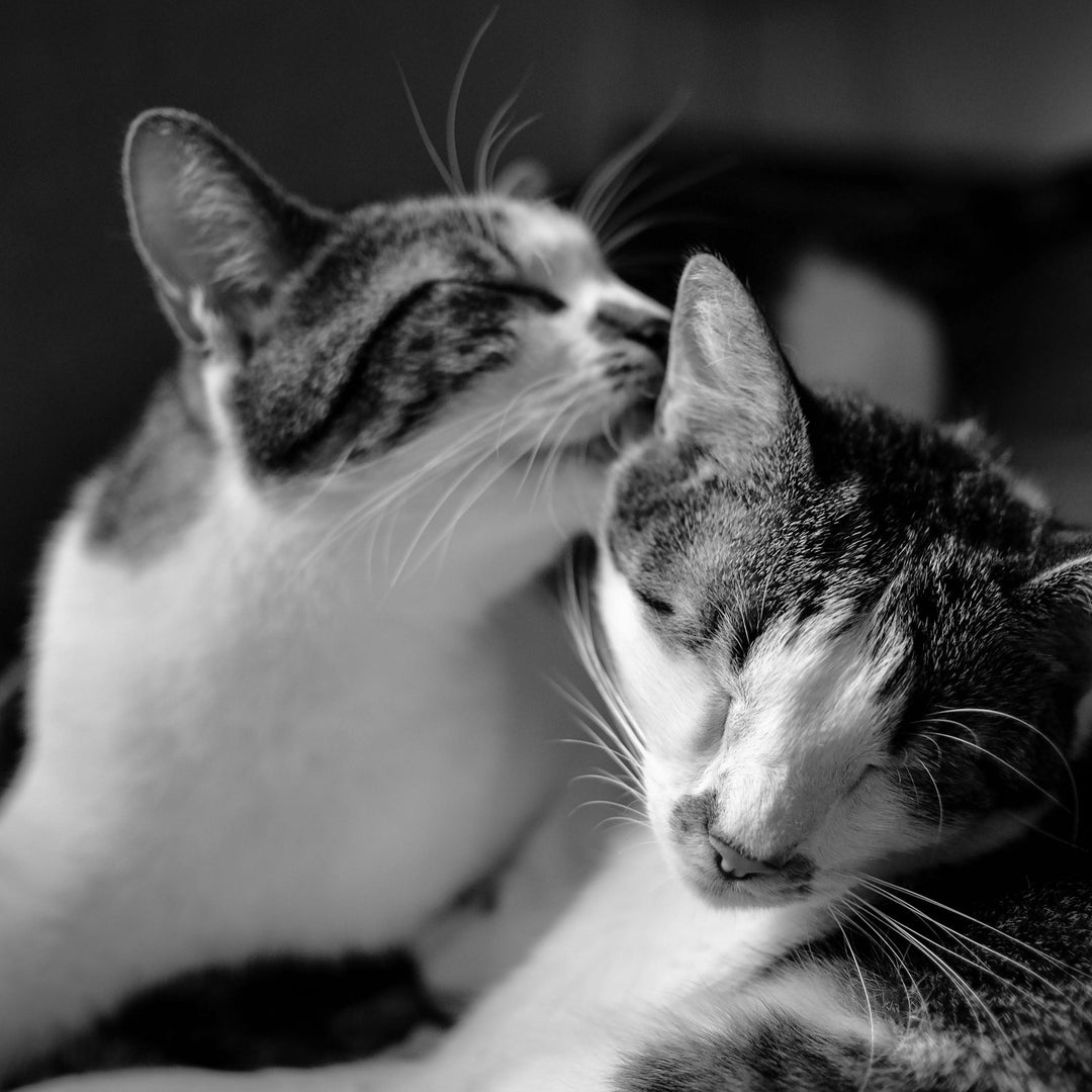 What Do Cats Say To Each Other? - Happy Little Kitty