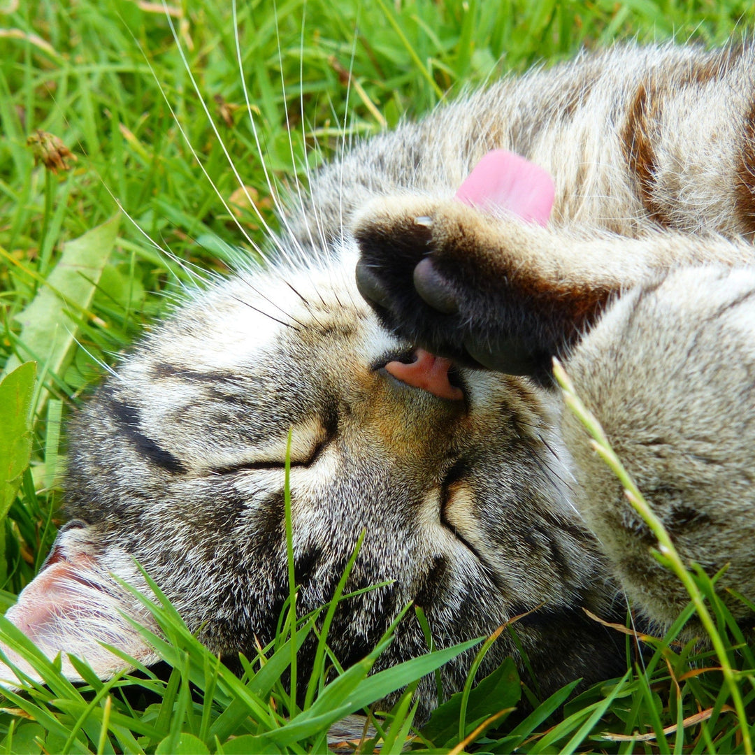What is a Catio? - Happy Little Kitty