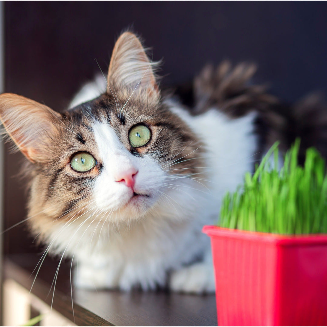 What is Purring and Is it a Sign of Happiness? - Happy Little Kitty