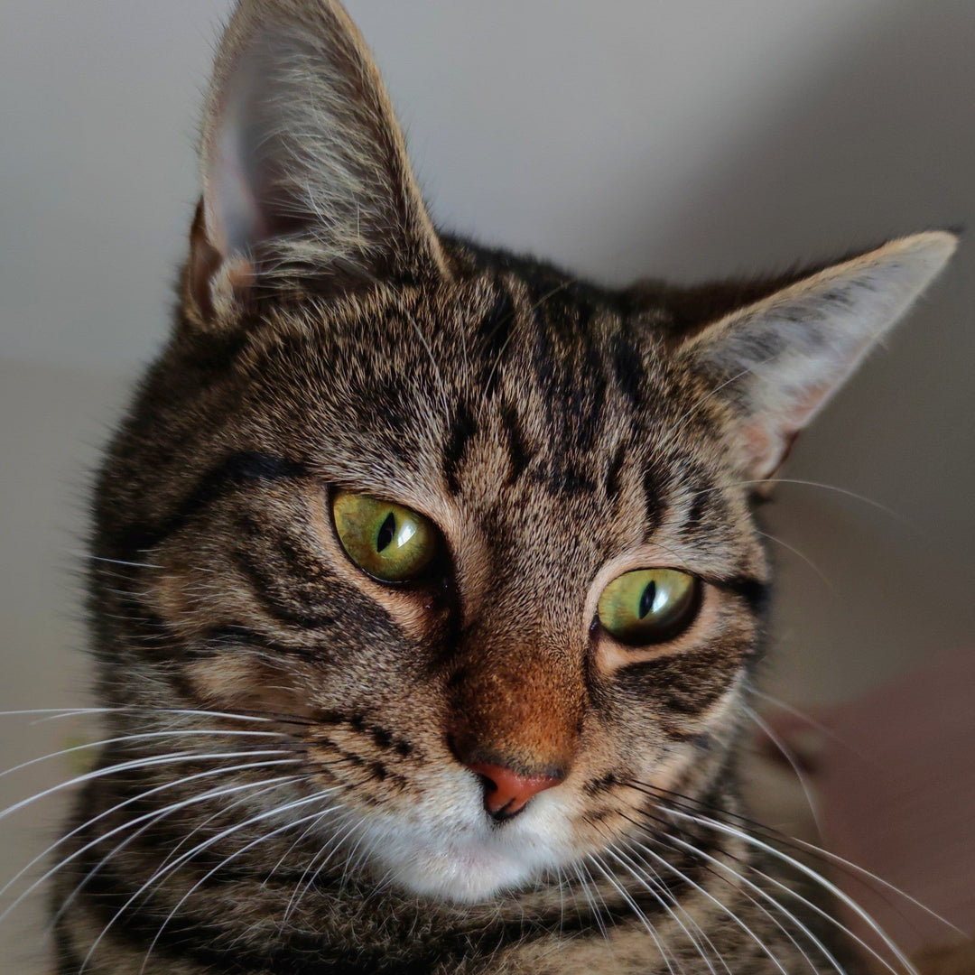 What is Whisker Fatigue and How to Help Your Pet? - Happy Little Kitty