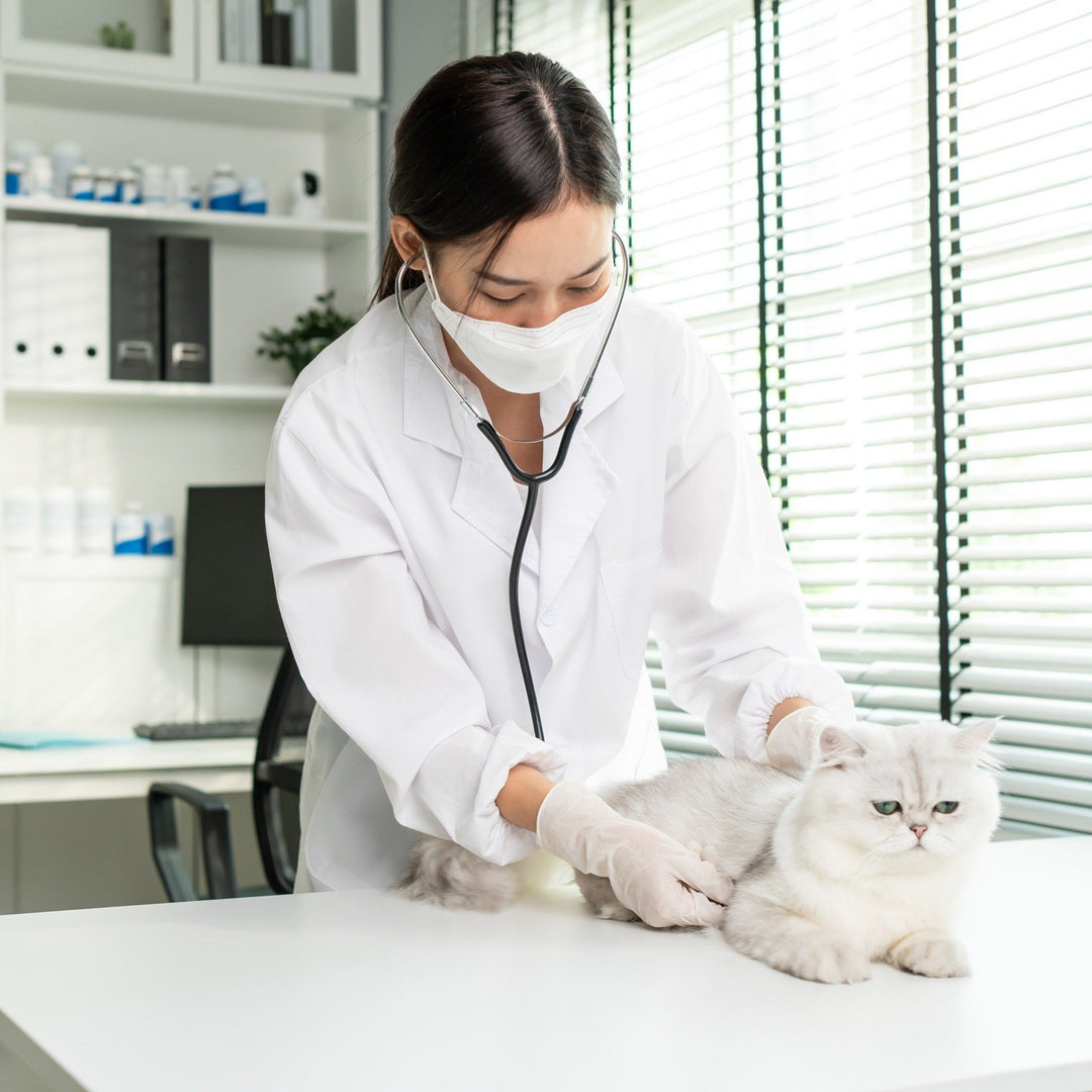 What it Costs to Take Care of a Cat - Happy Little Kitty