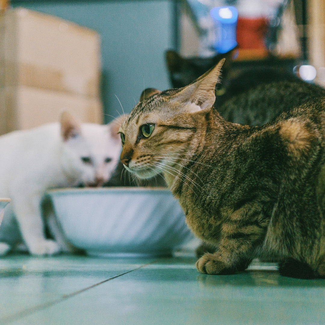 What's the Best Cat Food Bowl for Your Furry Friend? - Happy Little Kitty