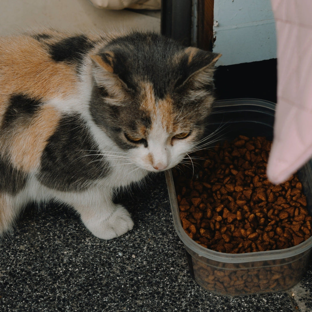 What's the Best Food for Your Feline Friend? - Happy Little Kitty