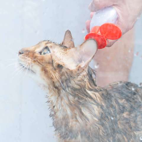 What’s the Difference Between Human and Cat Shampoo? - Happy Little Kitty