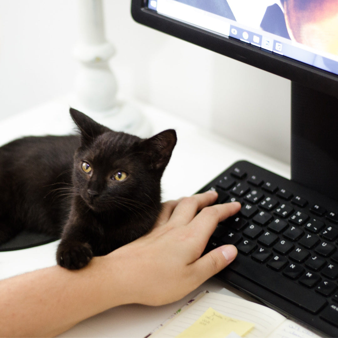 Why Does My Cat Always Lay Where I’m Trying To Work? - Happy Little Kitty