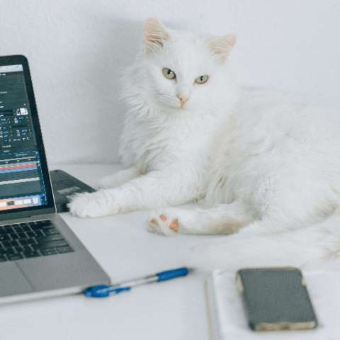 Why Does My Cat Always Lay Where I’m Working? - Happy Little Kitty