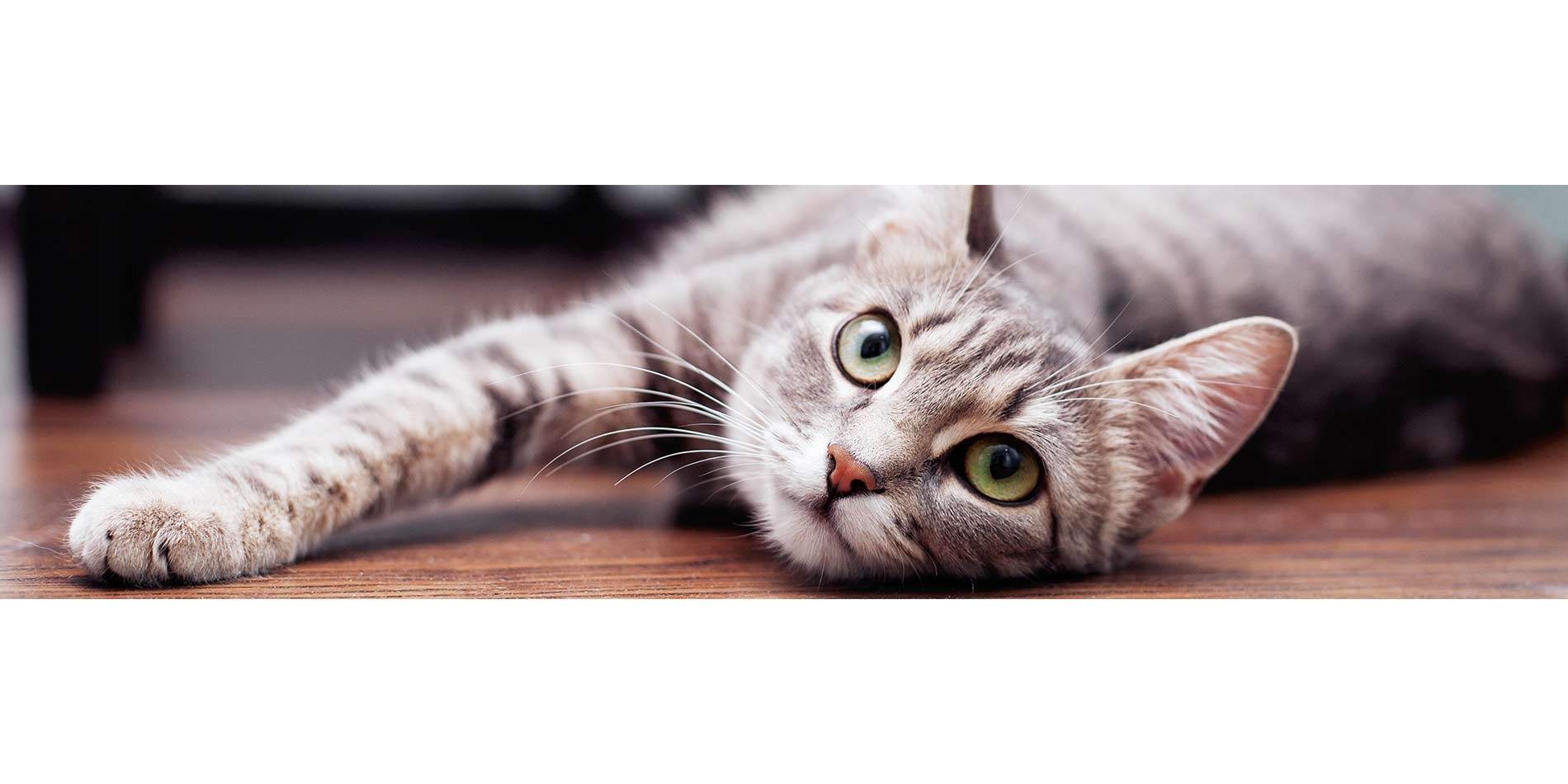 Gray tabby cat with green eyes laying on its side while stretching forward